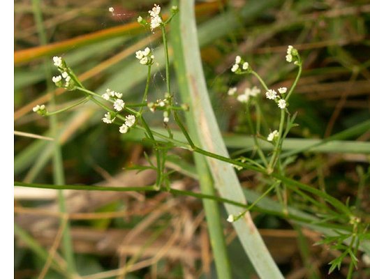 Sison segetum L.